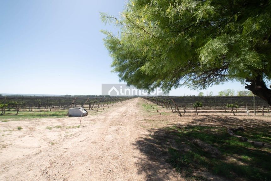 Finca en Venta en Lujan de Cuyo, Mendoza