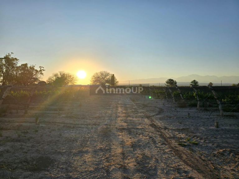 Finca en Venta en Lujan de Cuyo, Mendoza