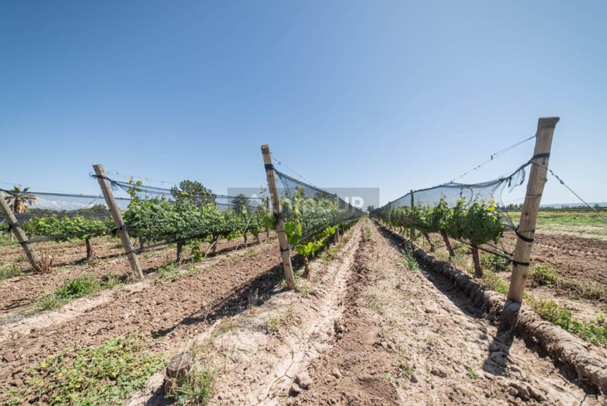 Finca en Venta en Lujan de Cuyo, Mendoza