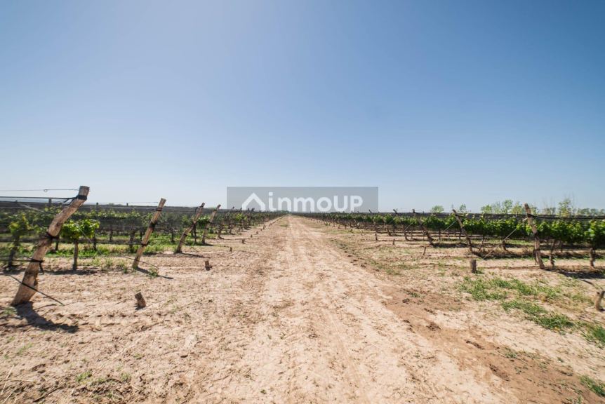 Finca en Venta en Lujan de Cuyo, Mendoza