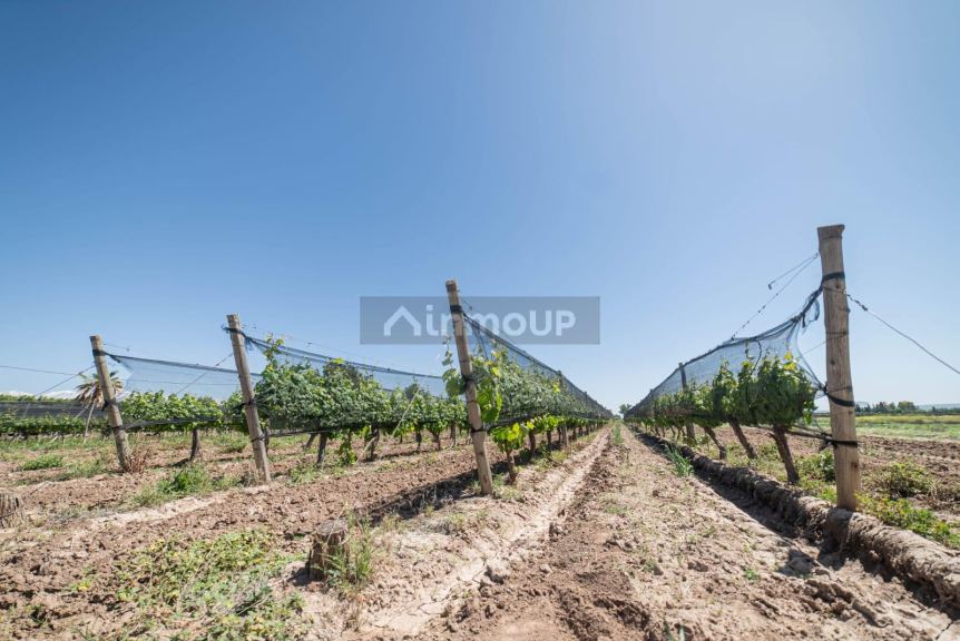 Finca en Venta en Lujan de Cuyo, Mendoza