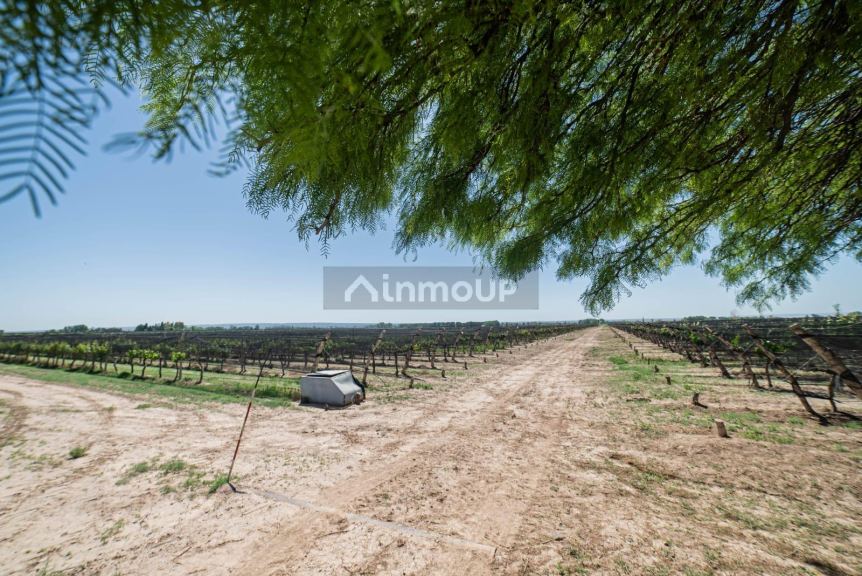 Finca en Venta en Lujan de Cuyo, Mendoza