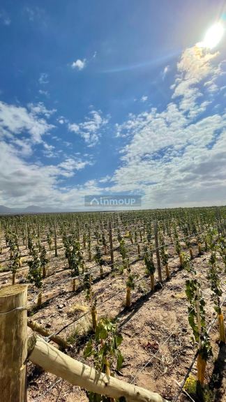 Lote en Venta en Lujan de Cuyo, Mendoza