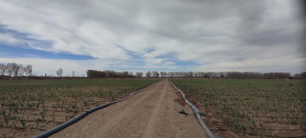 Finca en Venta en Rivadavia, Mendoza