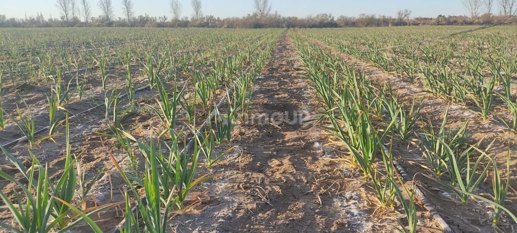 Finca en Venta en Rivadavia, Mendoza