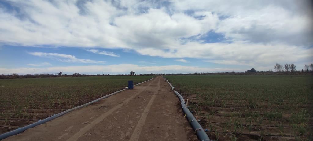 Finca en Venta en Rivadavia, Mendoza