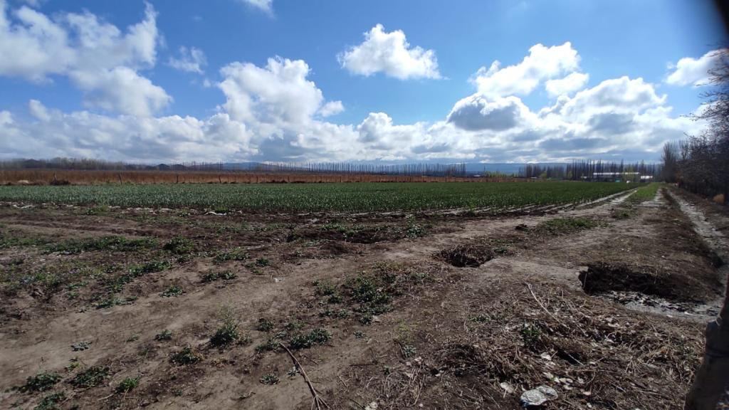 Finca en Venta en Rivadavia, Mendoza
