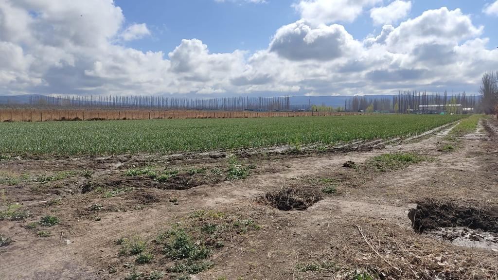 Finca en Venta en Rivadavia, Mendoza