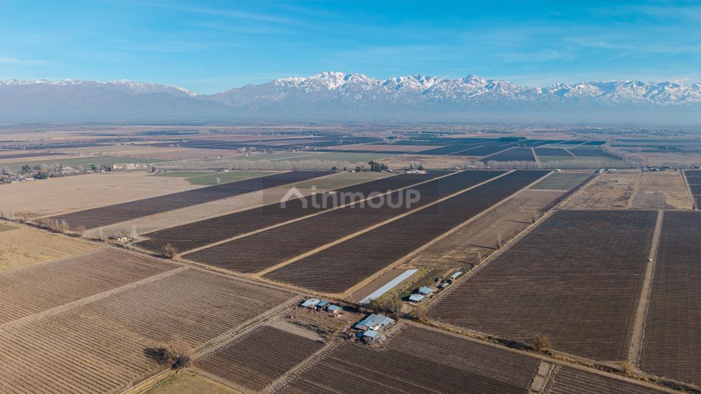 Finca en Venta en San Carlos, Mendoza