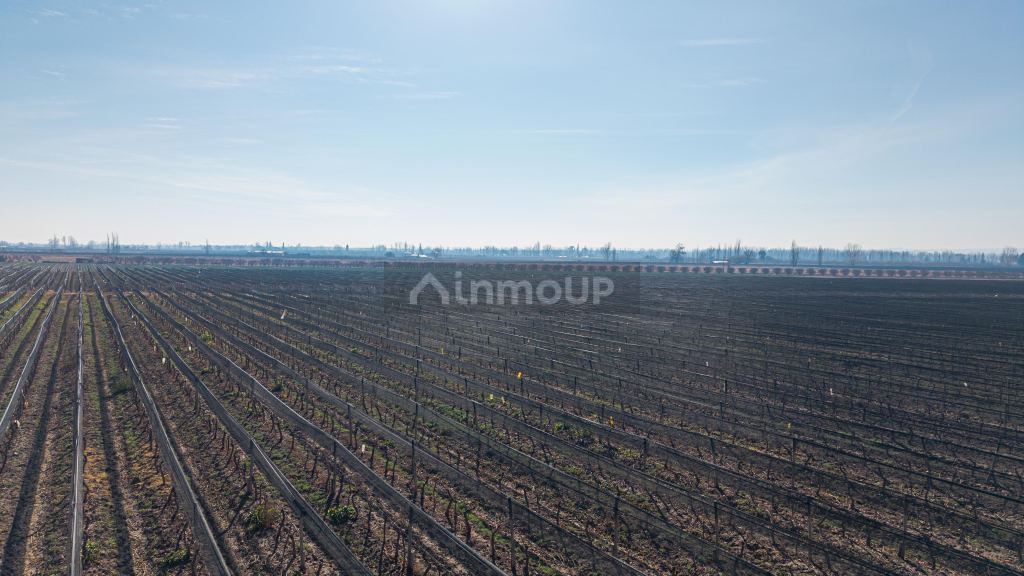 Finca en Venta en San Carlos, Mendoza