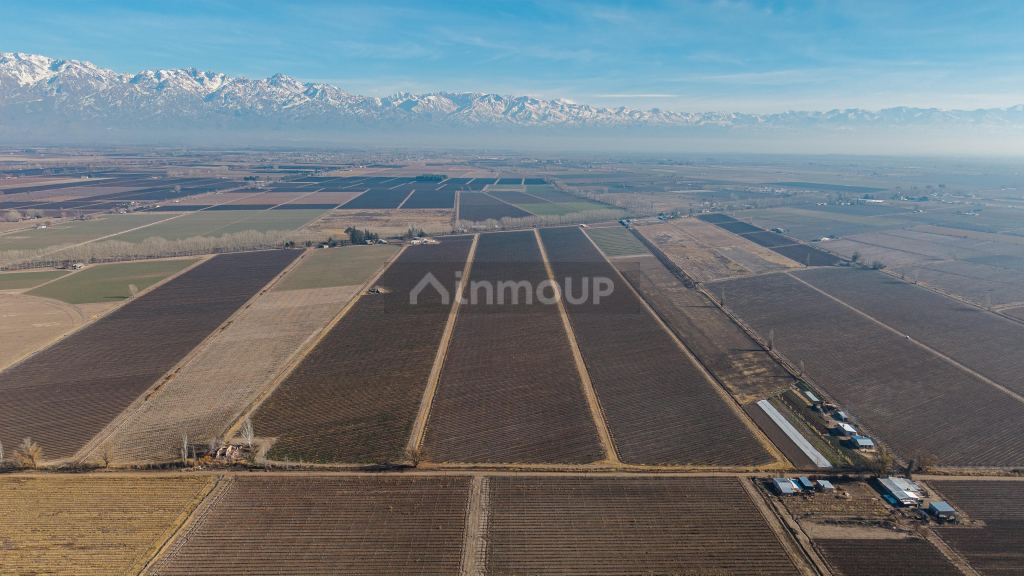 Finca en Venta en San Carlos, Mendoza