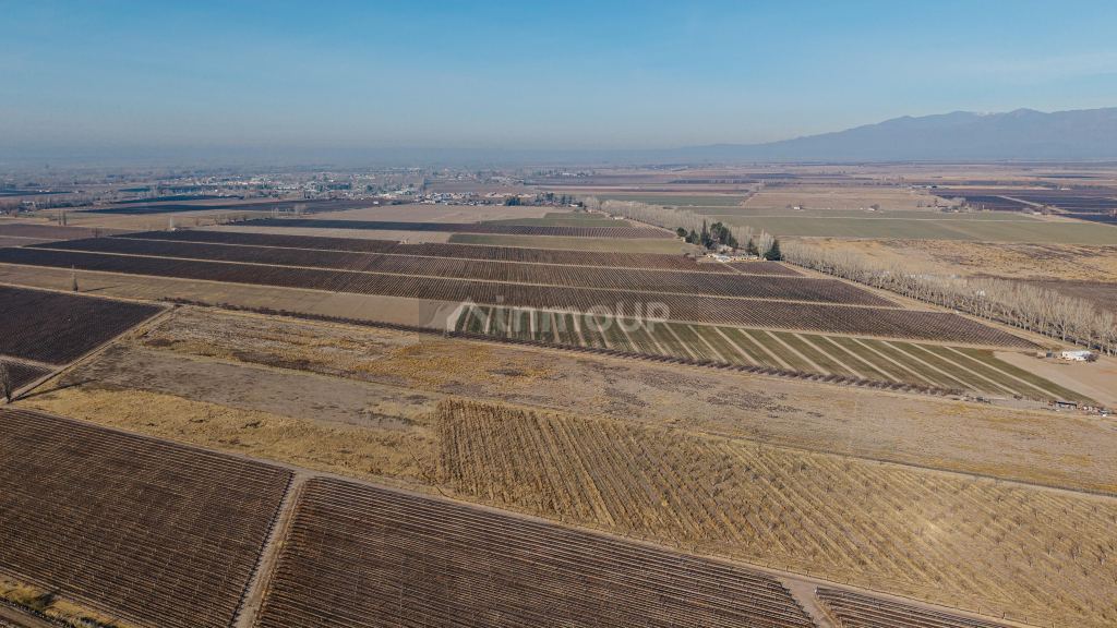 Finca en Venta en San Carlos, Mendoza