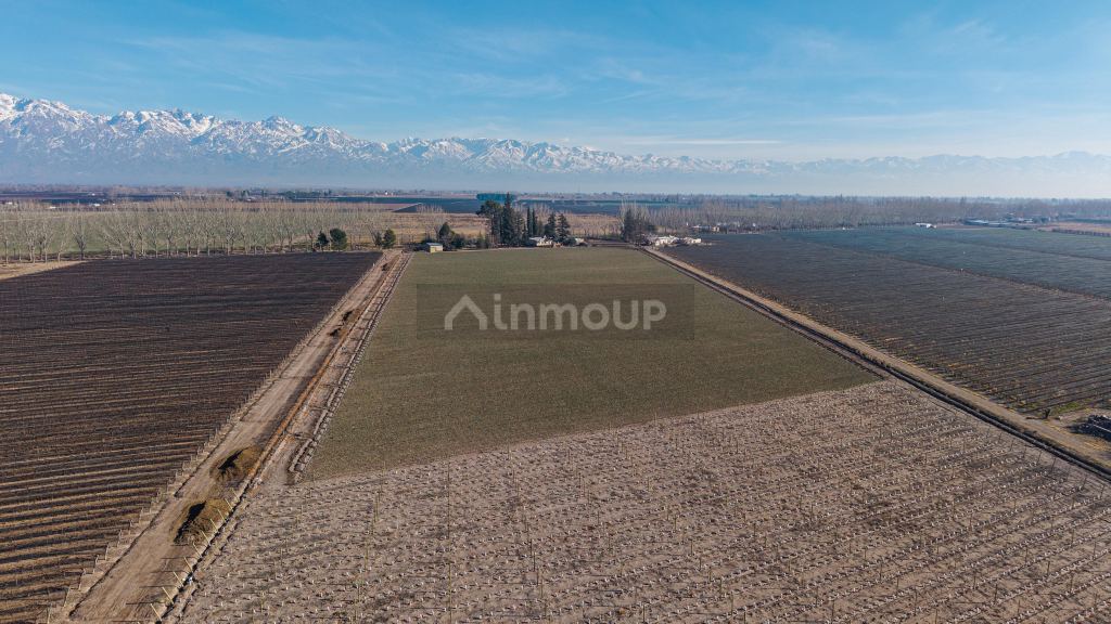 Finca en Venta en San Carlos, Mendoza