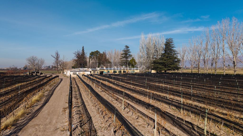 Finca en Venta en San Carlos, Mendoza