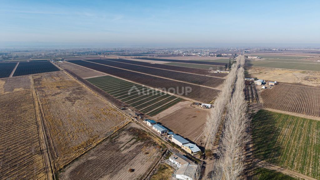 Finca en Venta en San Carlos, Mendoza