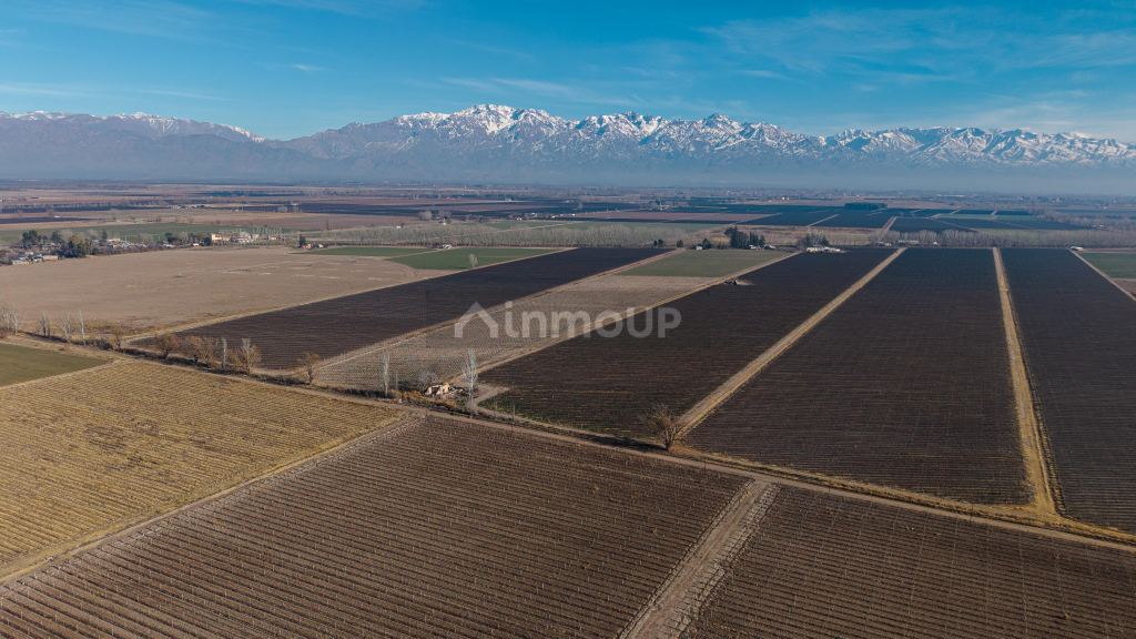 Finca en Venta en San Carlos, Mendoza