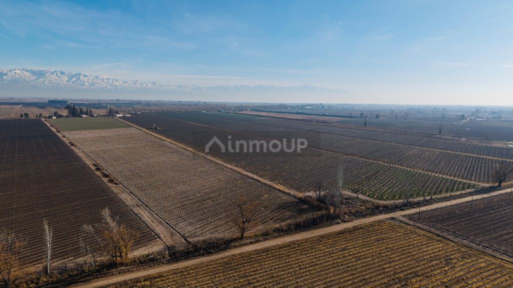 Finca en Venta en San Carlos, Mendoza