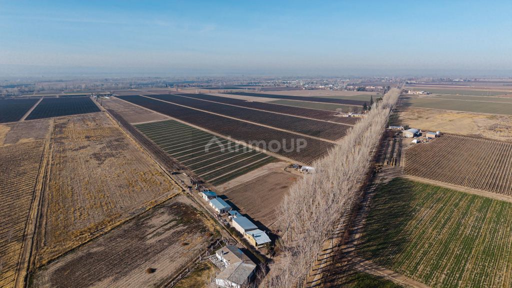 Finca en Venta en San Carlos, Mendoza