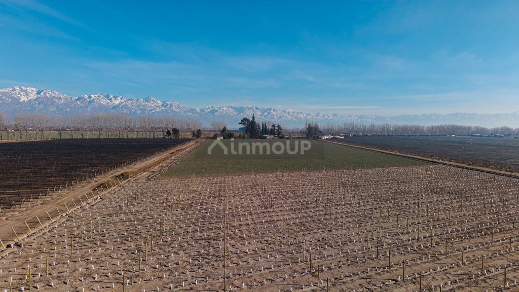 Finca en Venta en San Carlos, Mendoza