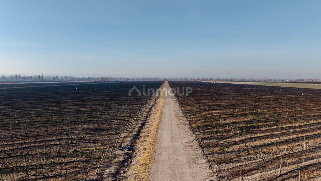 Finca en Venta en San Carlos, Mendoza