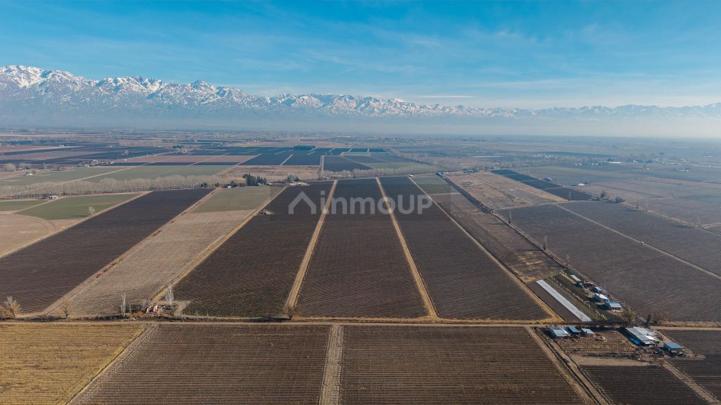 Finca en Venta en San Carlos, Mendoza