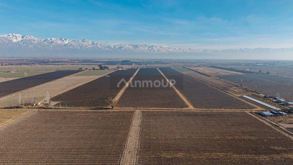 Finca en Venta en San Carlos, Mendoza