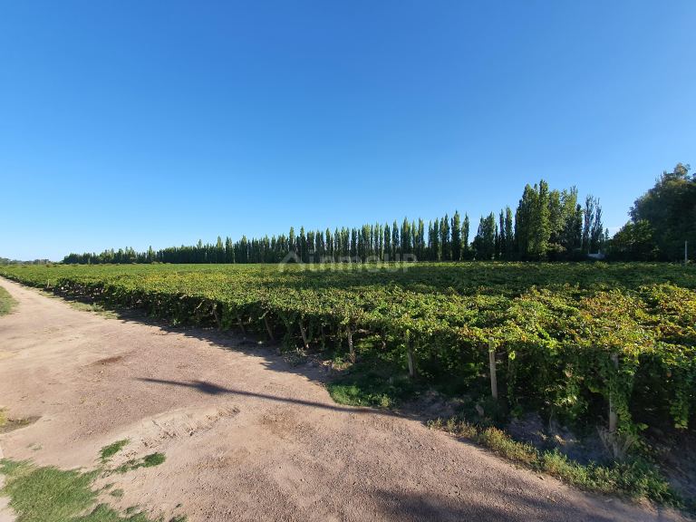 Viñedo en Venta en San Martin, Mendoza
