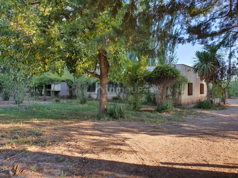 Viñedo en Venta en San Martin, Mendoza