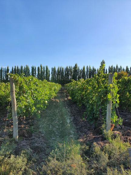 Viñedo en Venta en San Martin, Mendoza