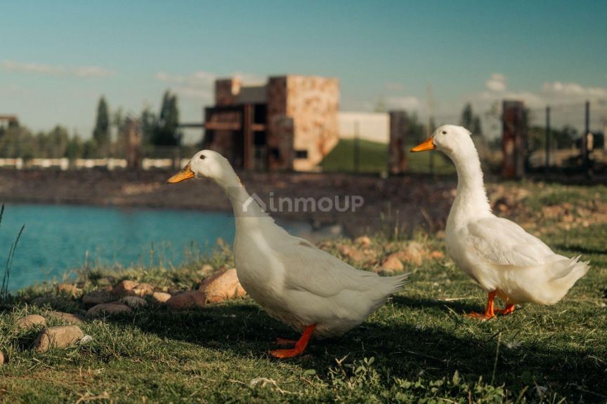 Terreno en Venta en Lujan de Cuyo, Mendoza
