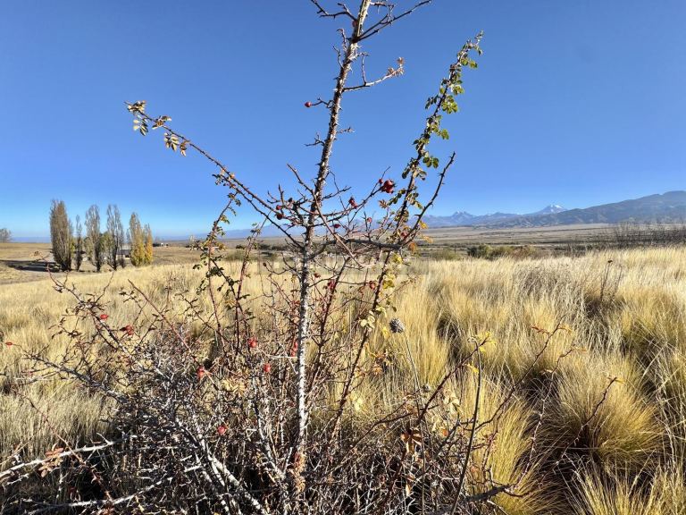 Terreno en Venta en Tupungato, Mendoza