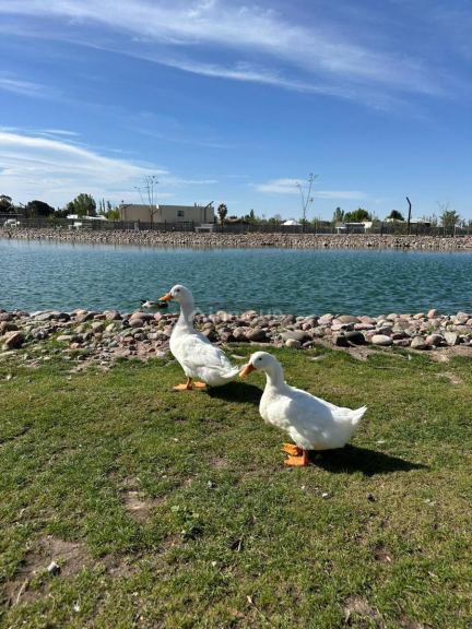 Terreno en Venta en Lujan de Cuyo, Mendoza