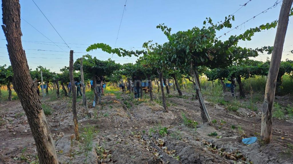 Finca en Venta en Lavalle, Mendoza