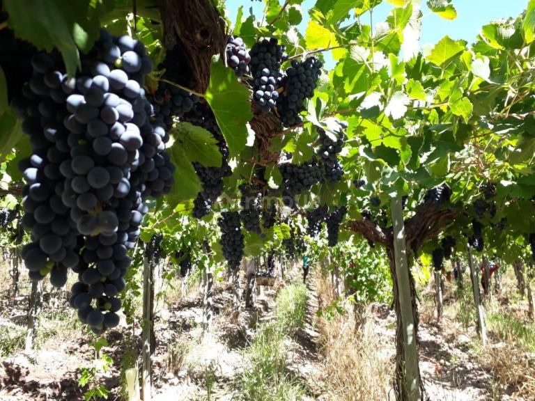 Finca en Venta en Lavalle, Mendoza
