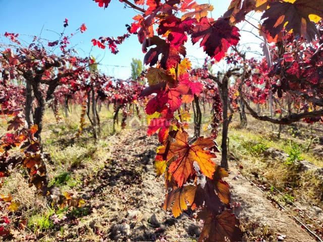 Finca en Venta en Lavalle, Mendoza