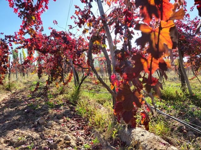 Finca en Venta en Lavalle, Mendoza