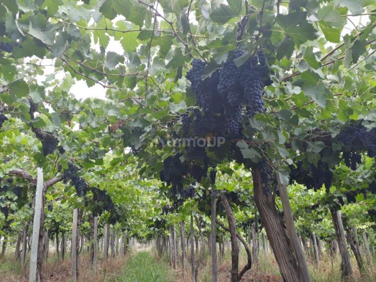 Finca en Venta en Lavalle, Mendoza