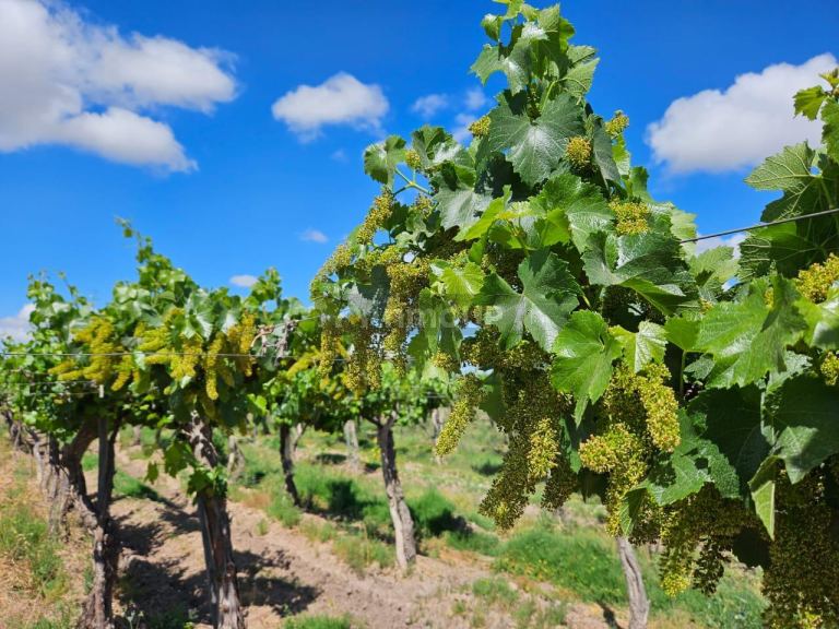 Finca en Venta en Lavalle, Mendoza