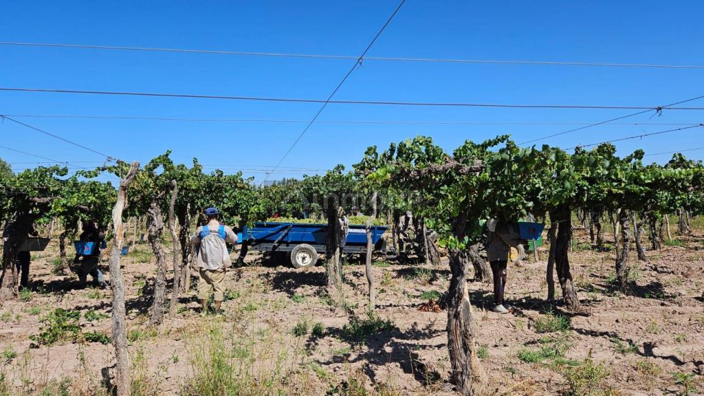 Finca en Venta en Lavalle, Mendoza