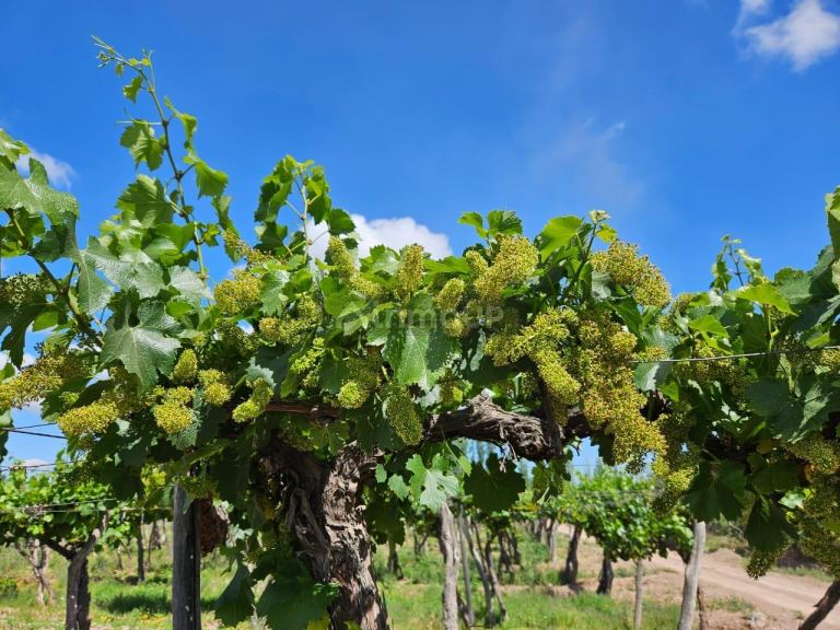 Finca en Venta en Lavalle, Mendoza
