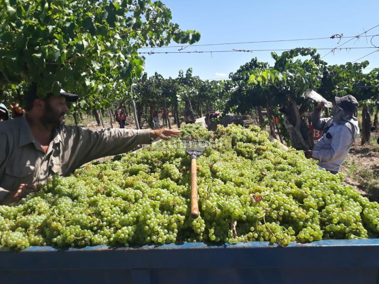 Finca en Venta en Lavalle, Mendoza