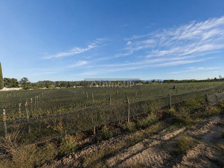 Terreno en Venta en Lujan de Cuyo, Mendoza