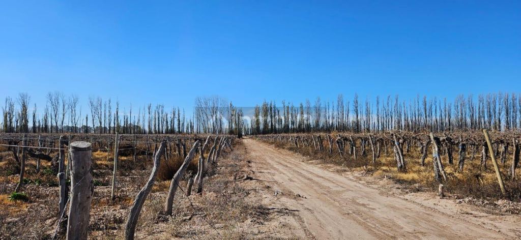 Finca en Venta en Lavalle, Mendoza