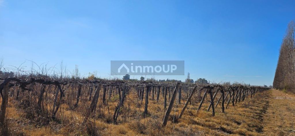 Finca en Venta en Lavalle, Mendoza