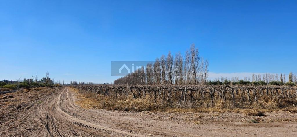 Finca en Venta en Lavalle, Mendoza