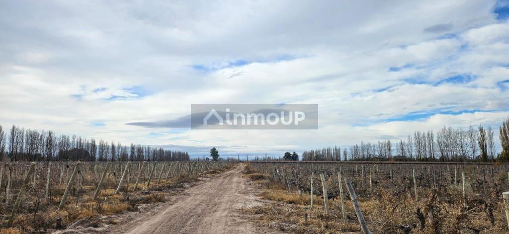Finca en Venta en Lavalle, Mendoza