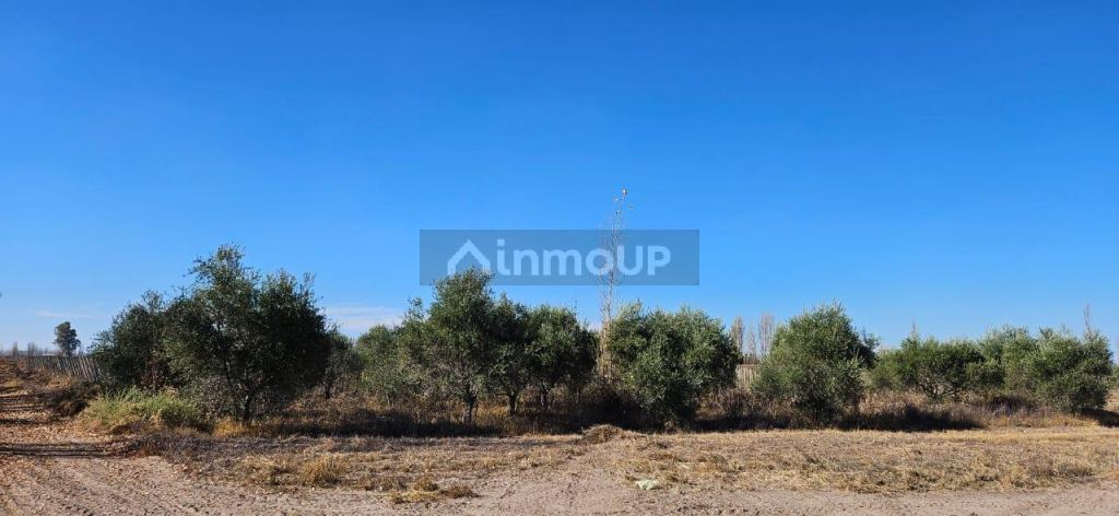 Finca en Venta en Lavalle, Mendoza