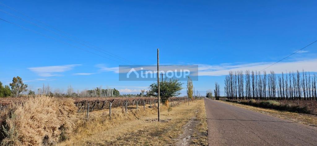 Finca en Venta en Lavalle, Mendoza