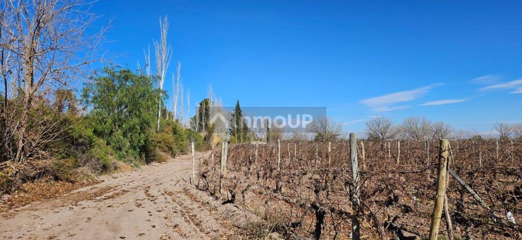 Finca en Venta en Lavalle, Mendoza