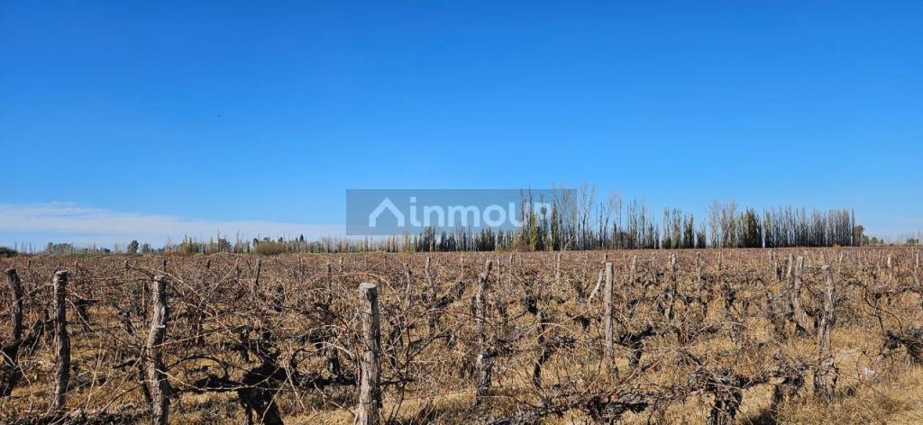 Finca en Venta en Lavalle, Mendoza